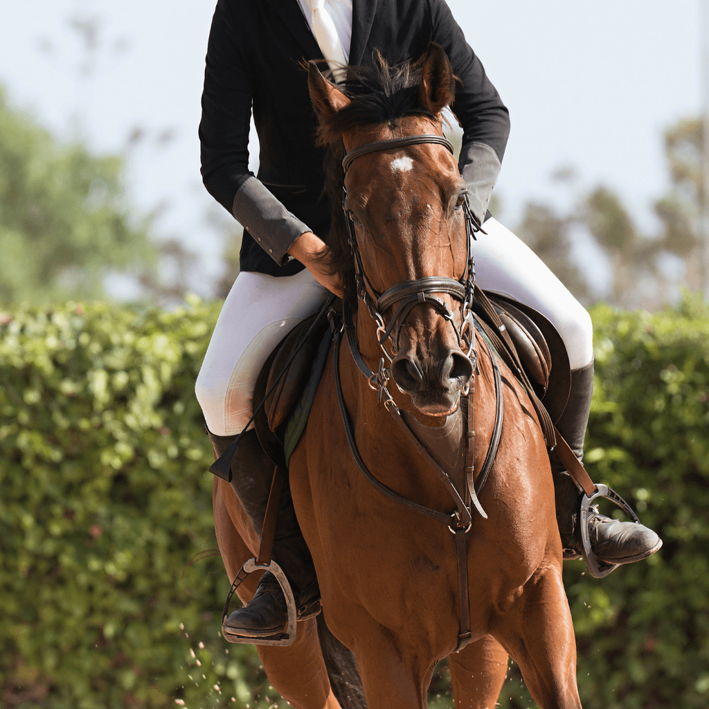 مدرب ركوب الخيل