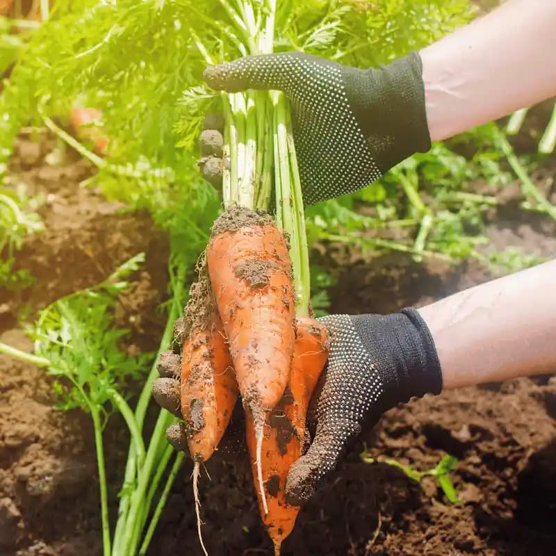 Planting & Harvesting