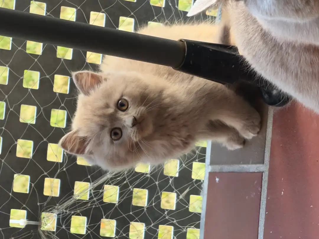 BKh katze langhaar