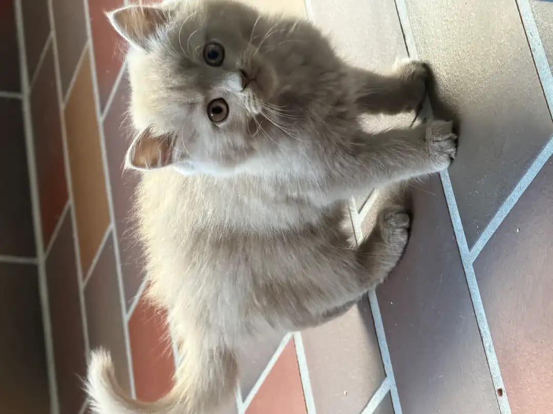 BKh katze langhaar - 2