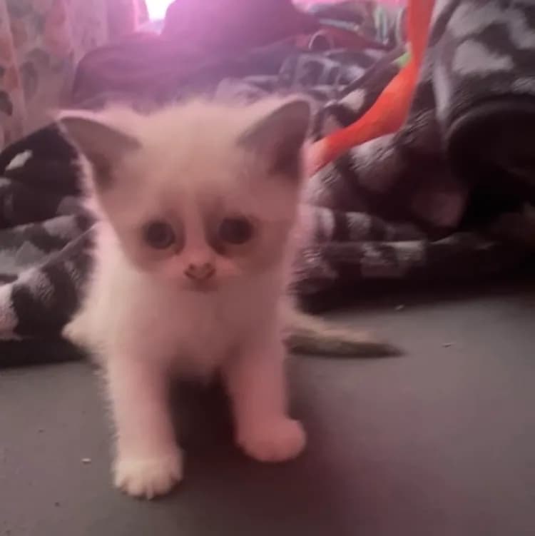 Snow kitten  - 4