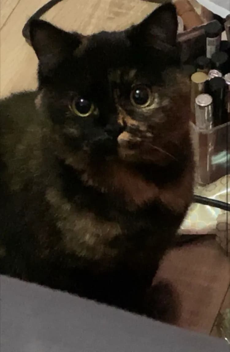 Lolo Katze  - 1