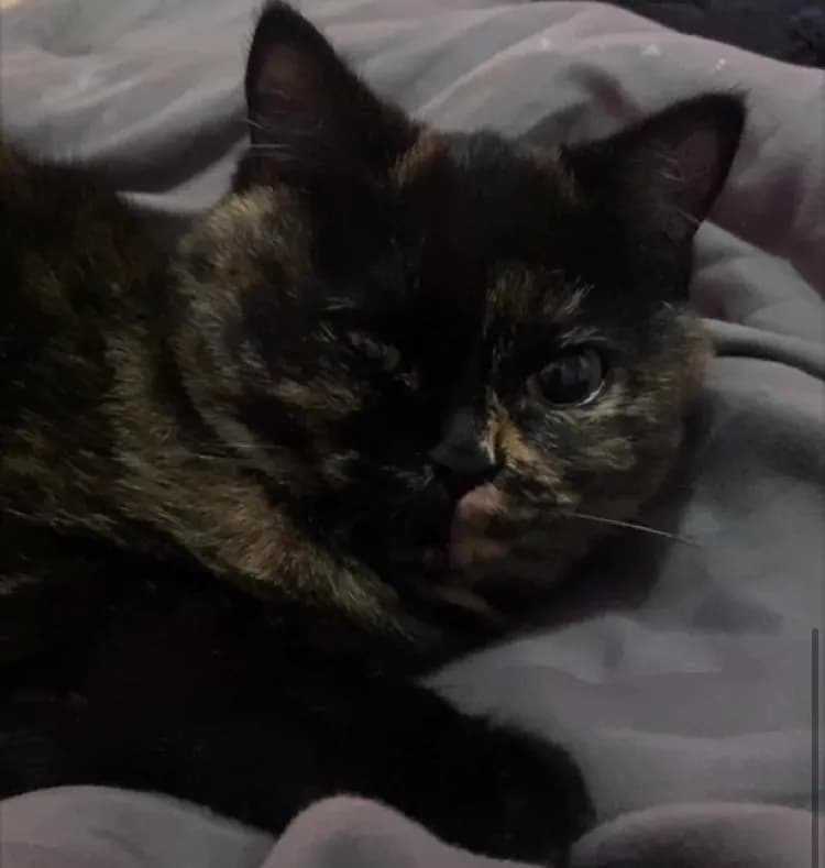 Lolo Katze  - 2