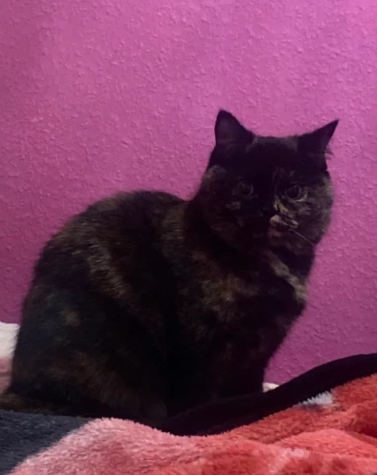 Lolo Katze  - 3