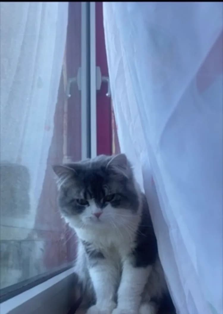 zimba Kater  - 1