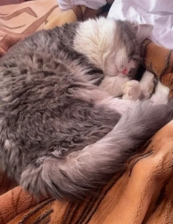 zimba Kater  - 2