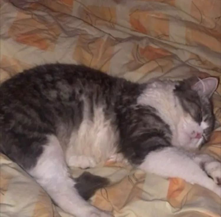 zimba Kater  - 3