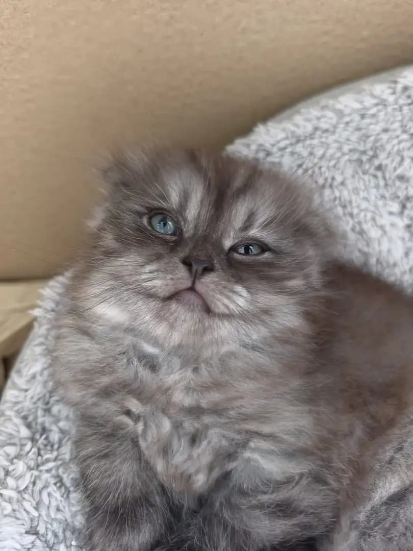 katzen - 1