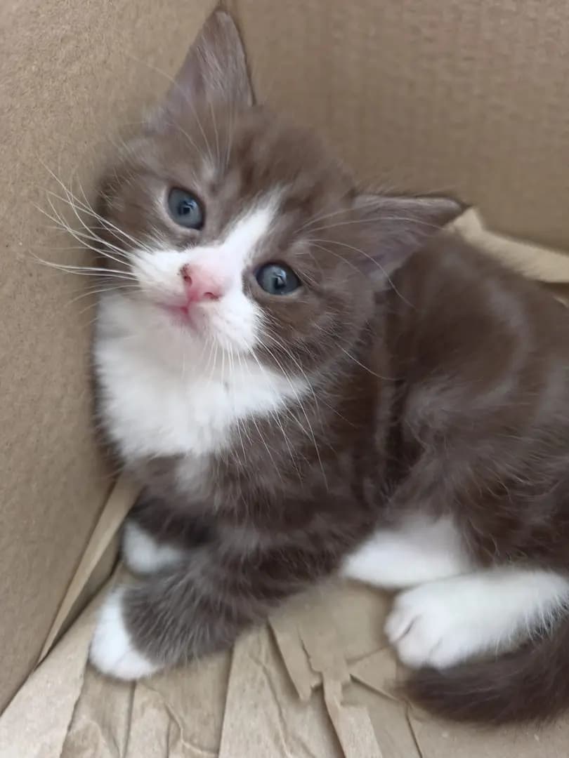 katzen - 2