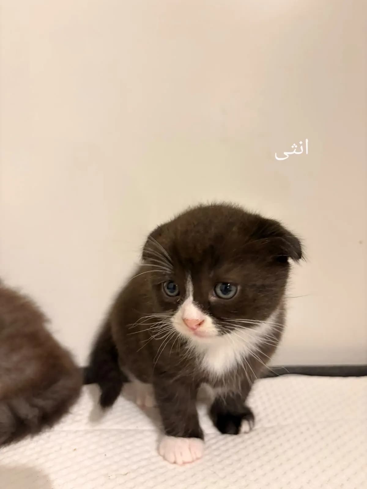 katzen - 3