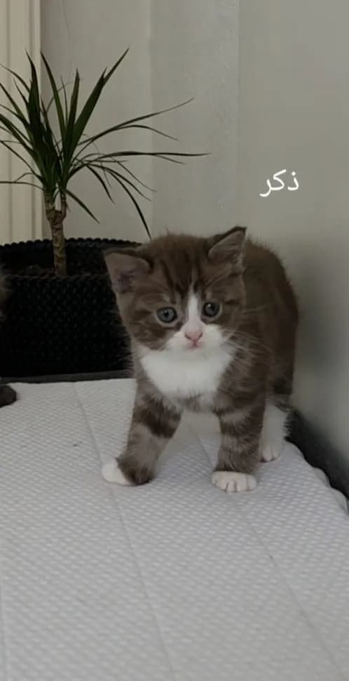 katzen - 4