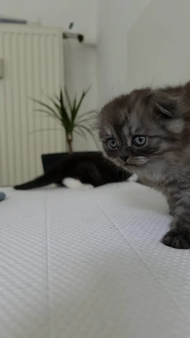 katzen - 5