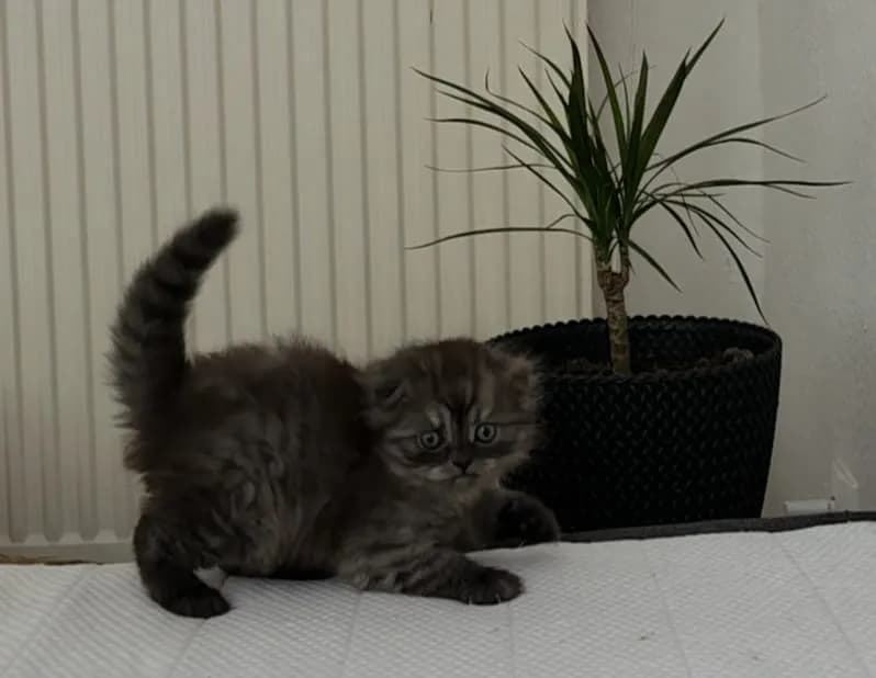 katzen - 6