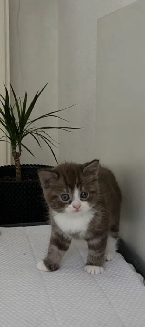 katzen - 7