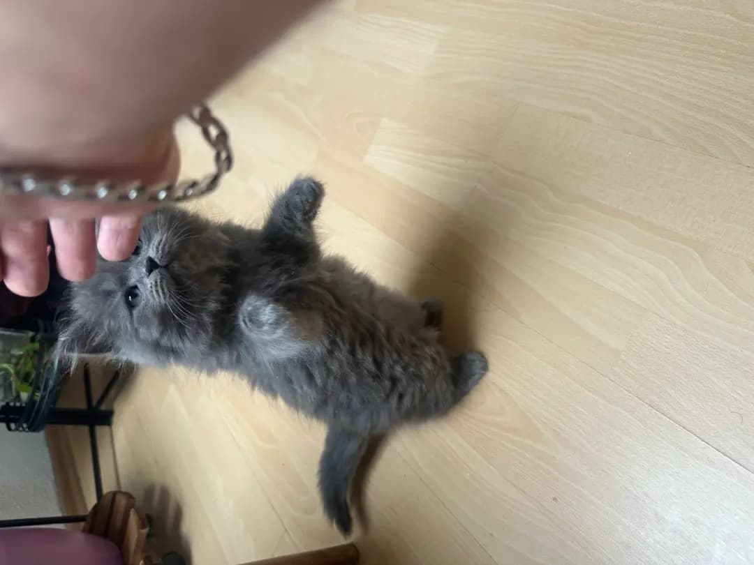 Süßen  Kitten  - 2