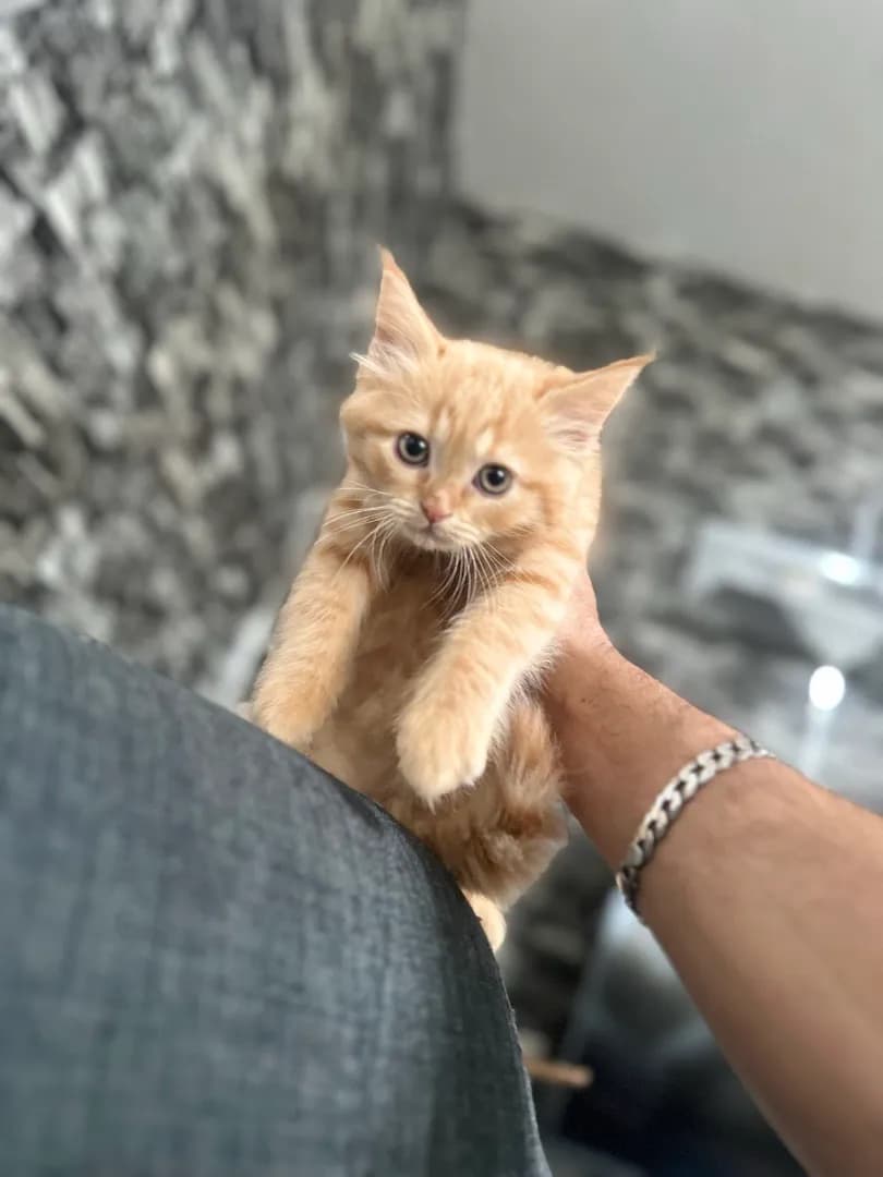 Süßen  Kitten  - 3