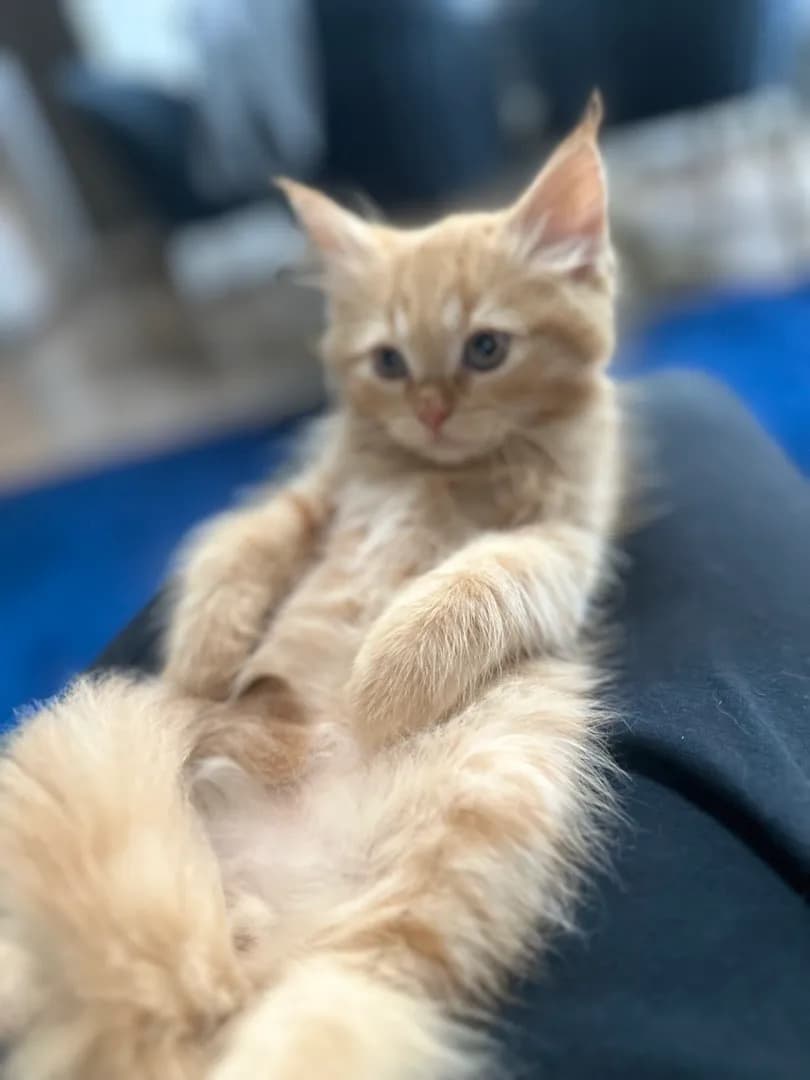 Süßen  Kitten  - 4