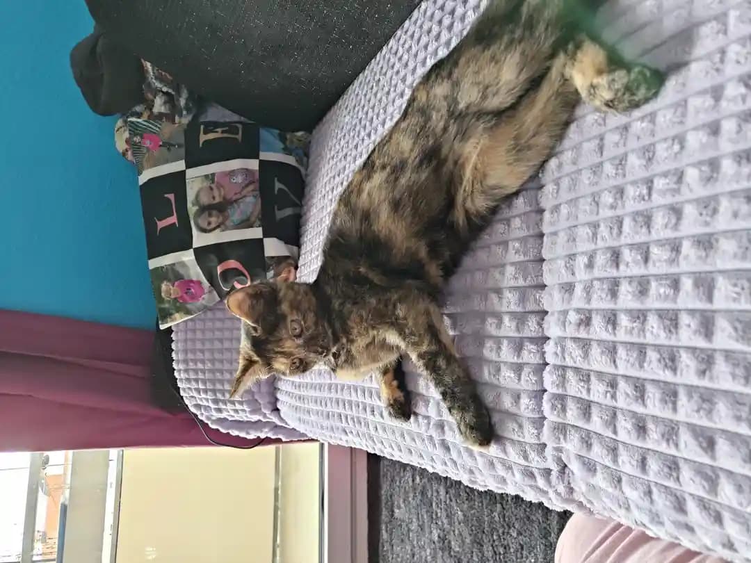 Eine Katze, die zur Adopt - 2