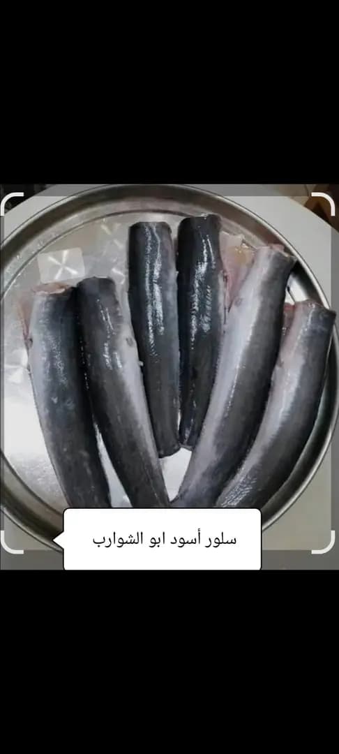 سمك السلور  - 2