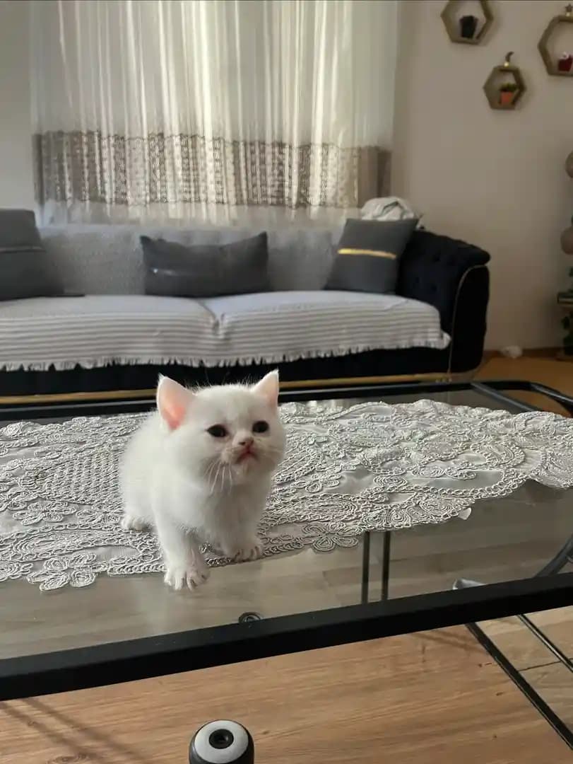 kedi قطط - 2