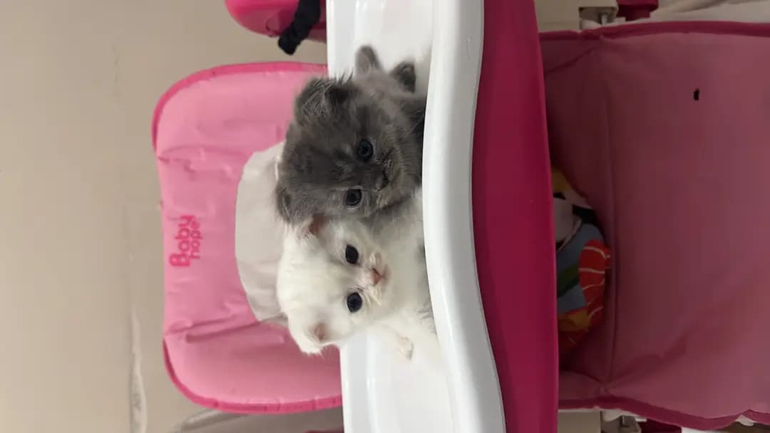 kedi قطط - 3