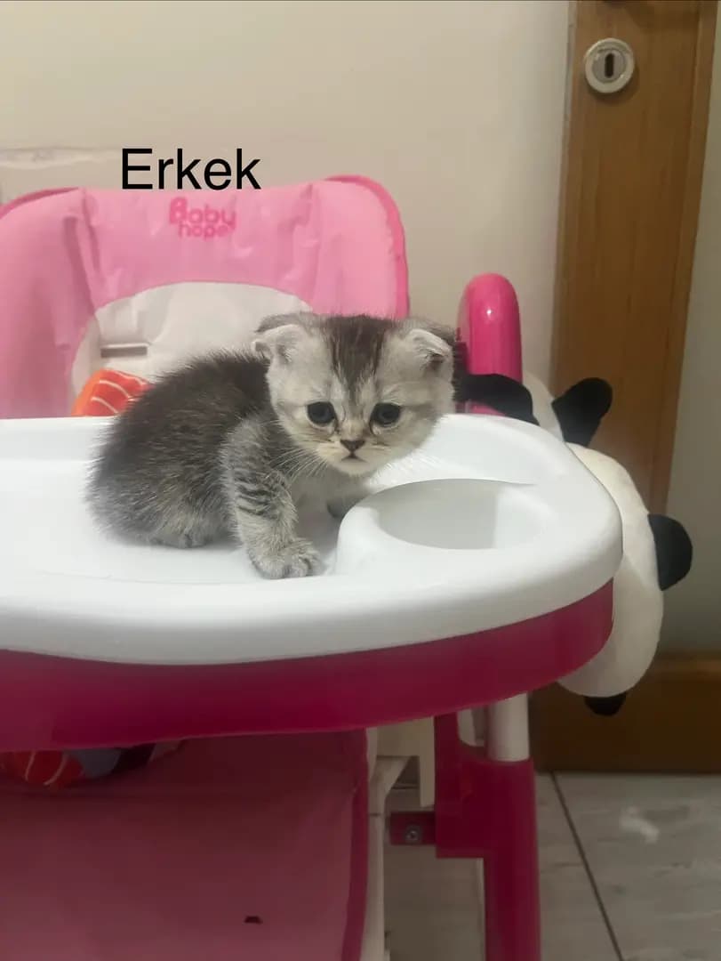 kedi قطط - 4