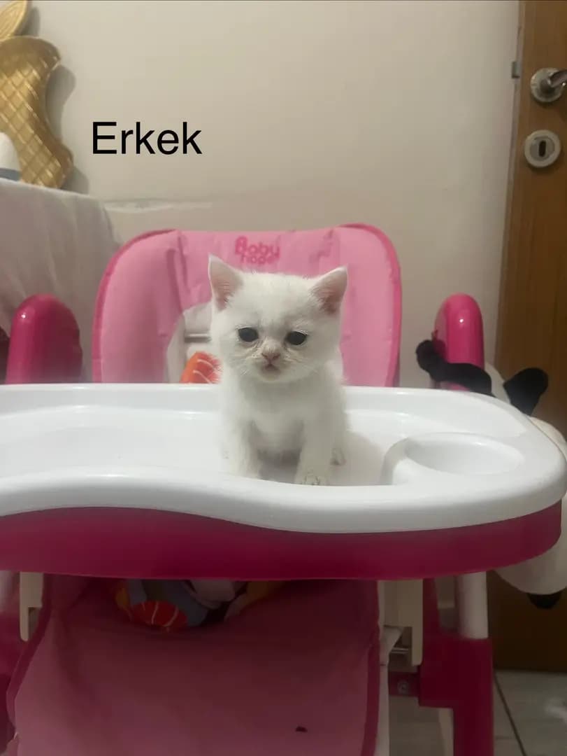 kedi قطط - 5