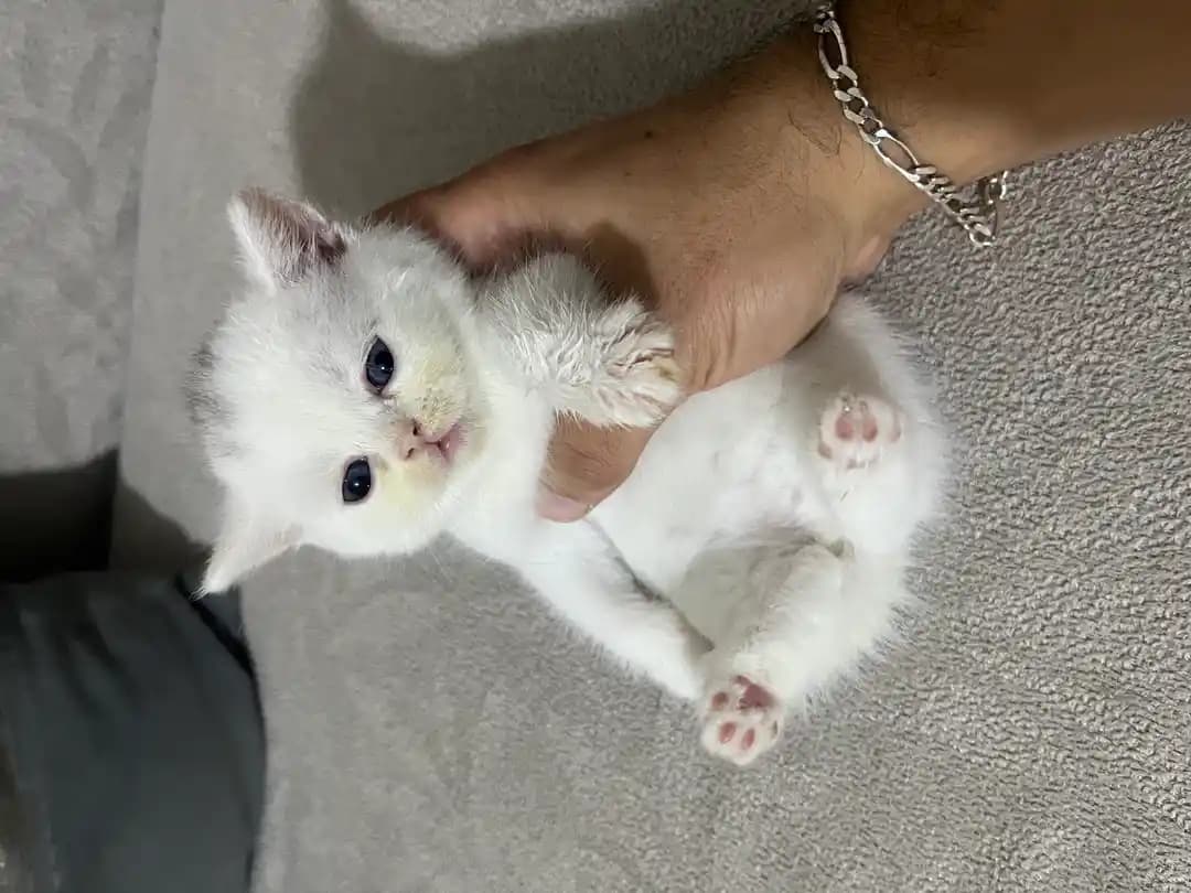 kedi قطط - 6