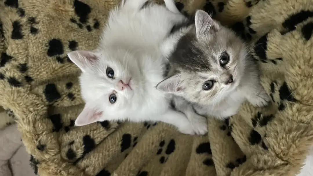 Katzen - 2