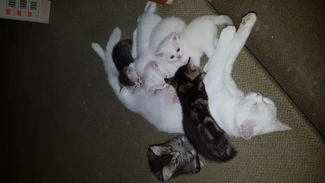 Katzen - 3
