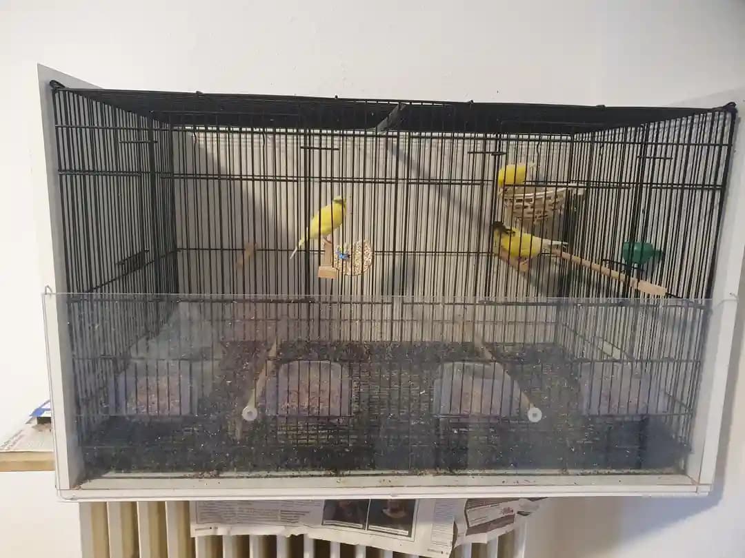 vögel mit käfig - 2