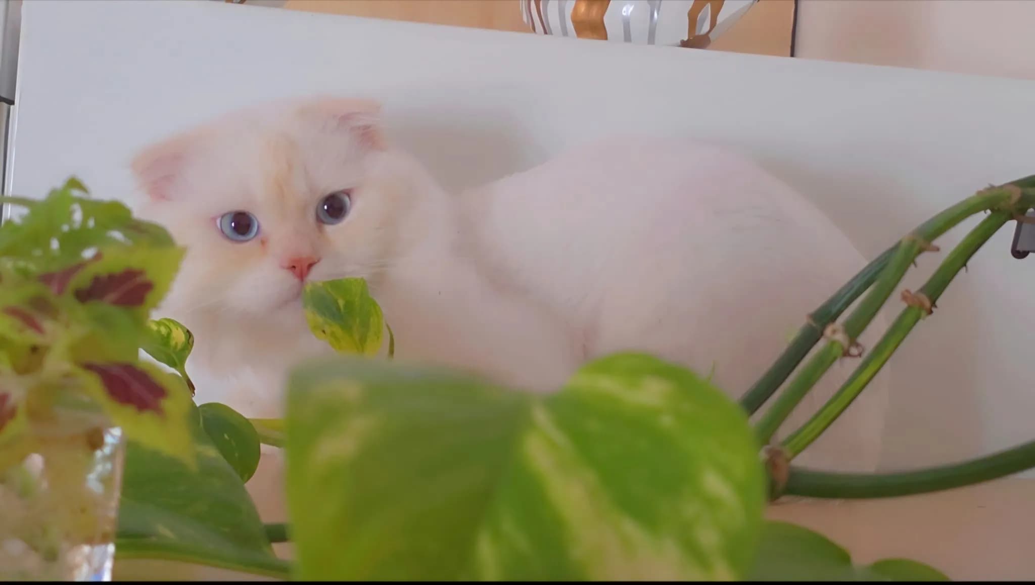 Katze - 2