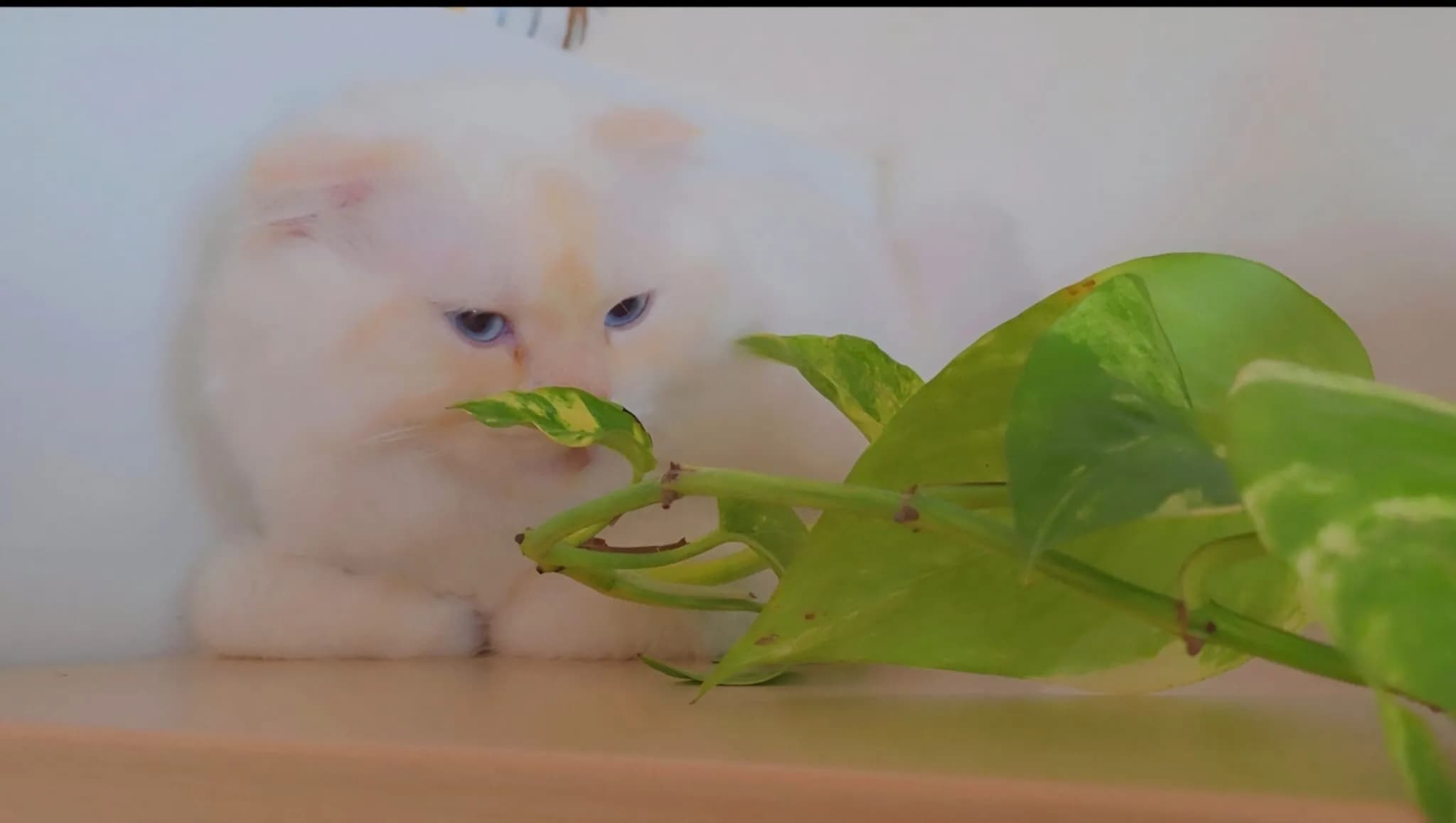 Katze - 3