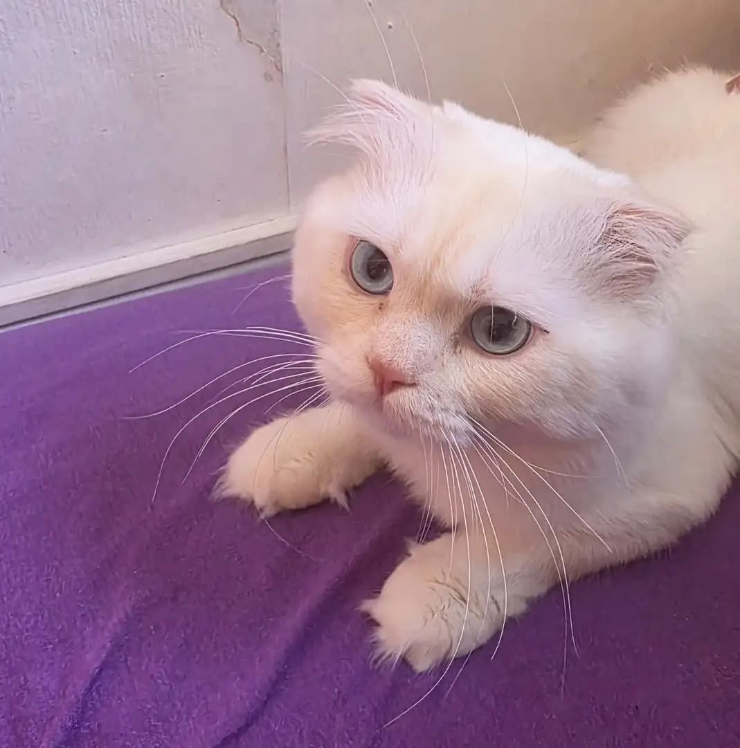 Katze - 4