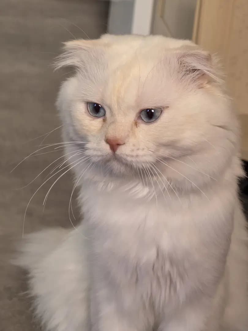 Katze - 6