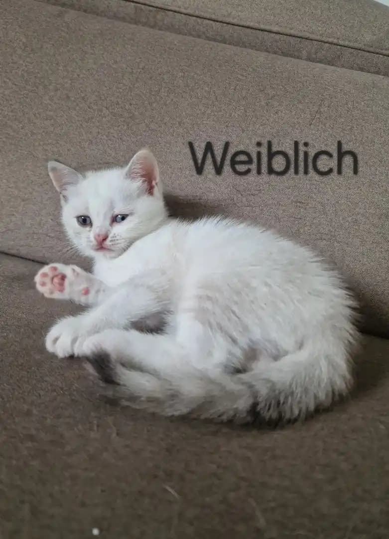 3 Süße BKH Kätzchen - 6