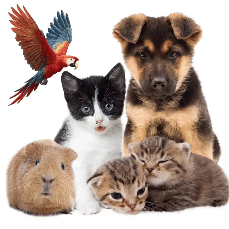 Pets