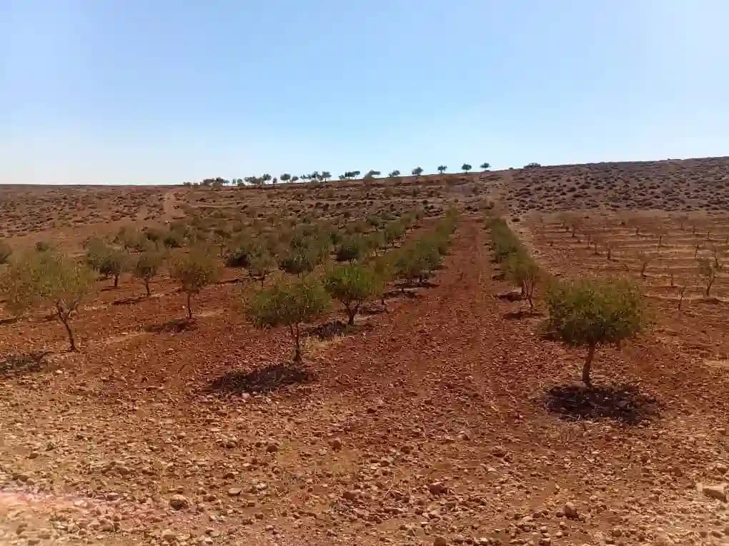أرض زيتون مثمر للبيع 🌱