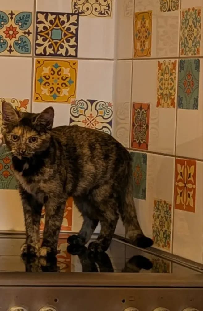 Eine Katze, die zur Adopt