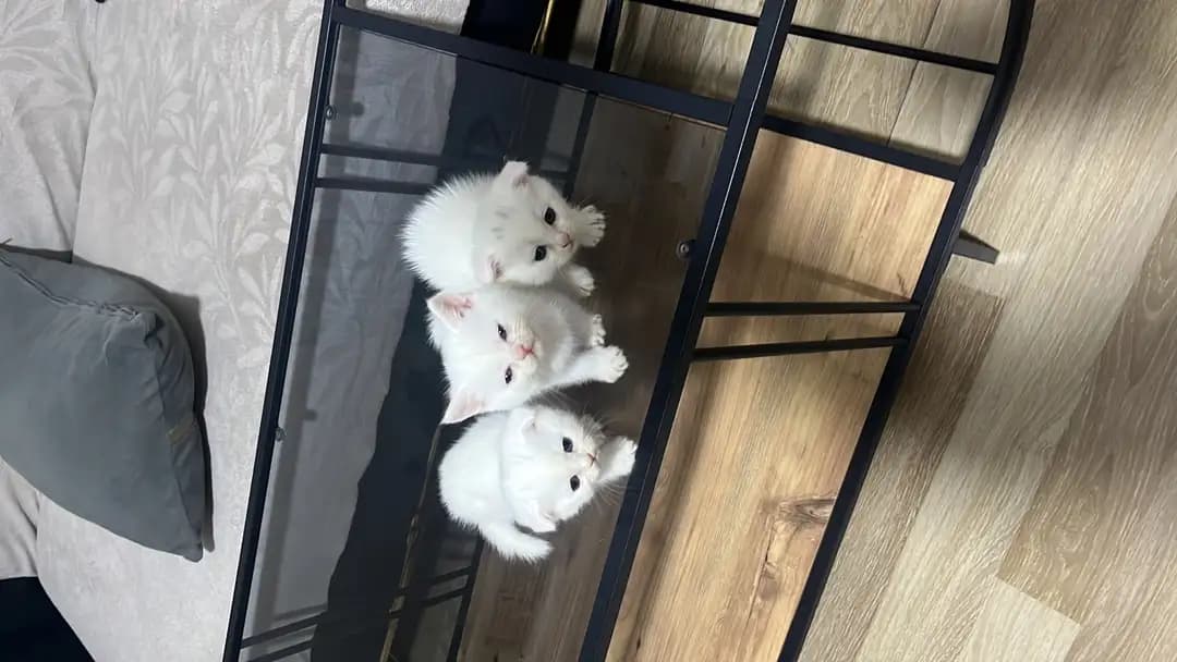 kedi قطط