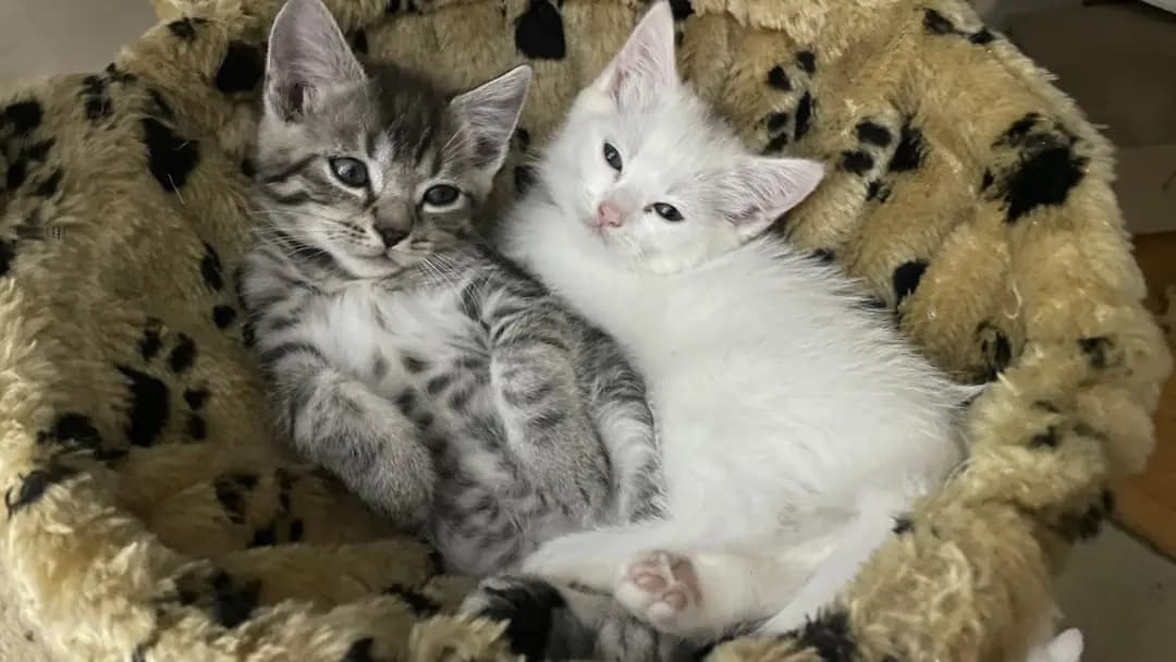 Katzen