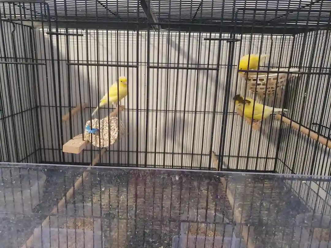 vögel mit käfig